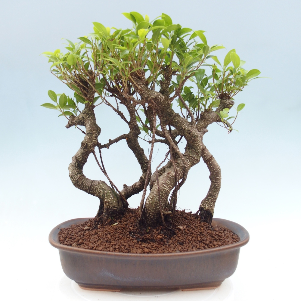 Pokój bonsai - Ficus kimmen - figowiec drobnolistny