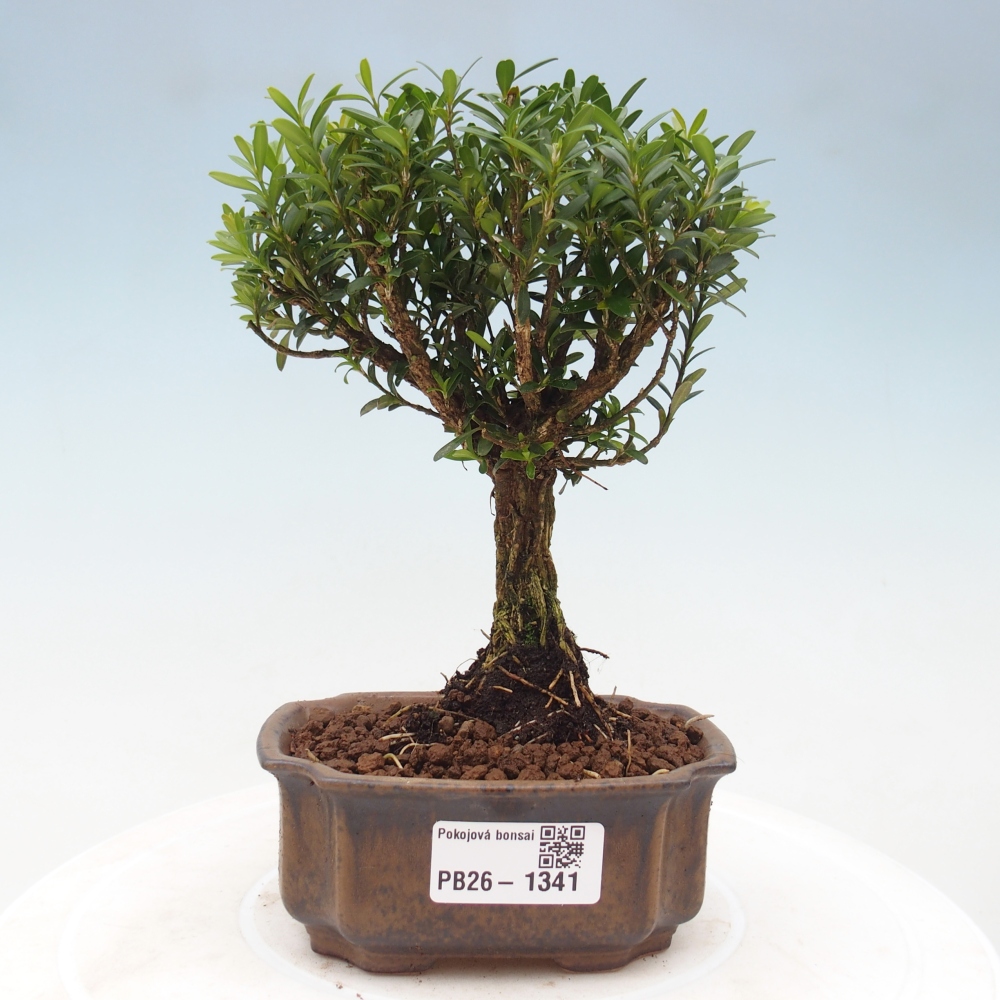 Pokój bonsai - Buxus harlandii - buxus korkowy
