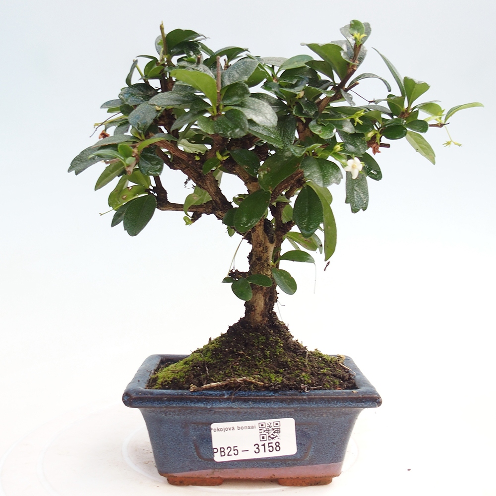 Bonsai wewnętrzne - Carmona makrophylla - Herbata Fuki
