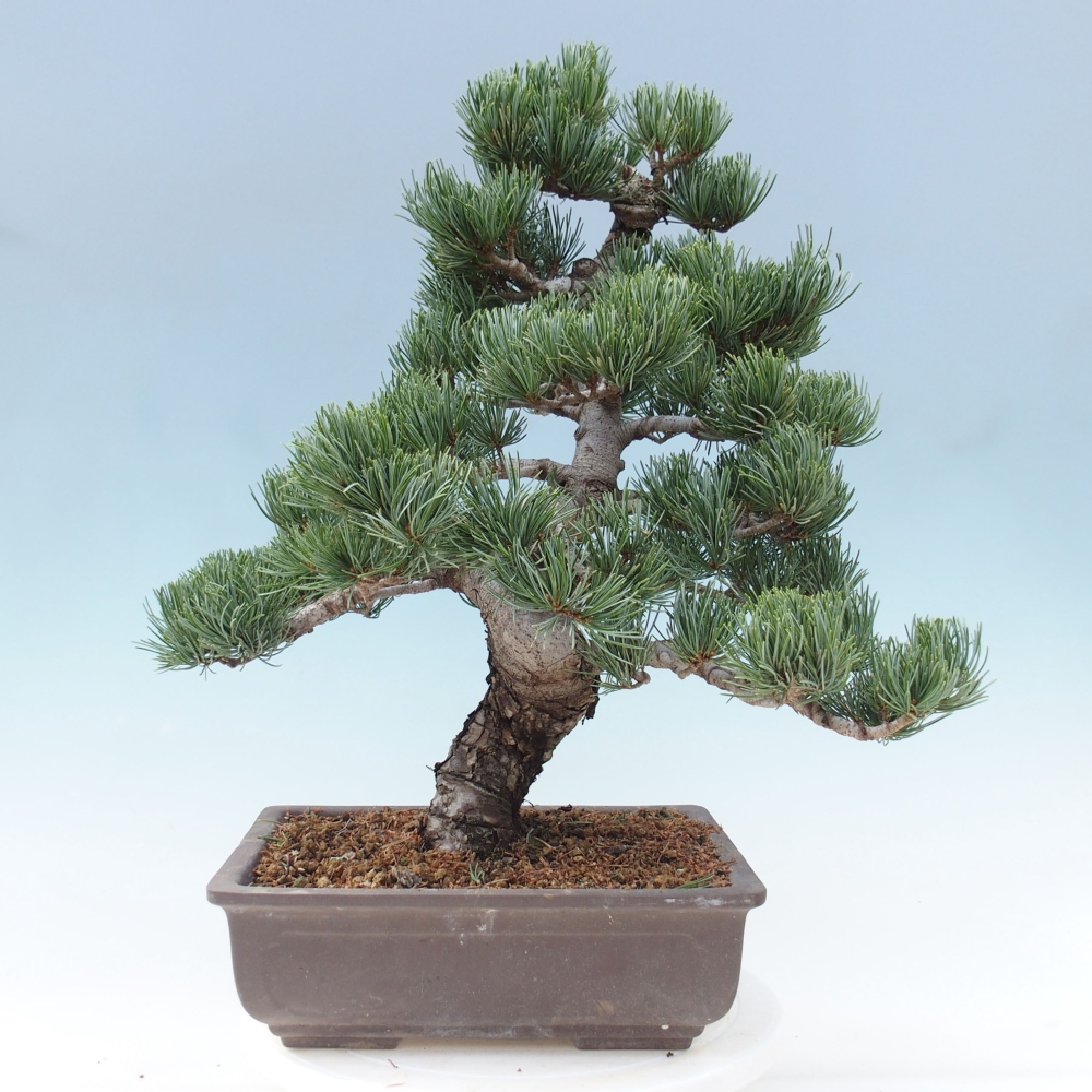Outdoor bonsai - Pinus parviflora - Mała sosna