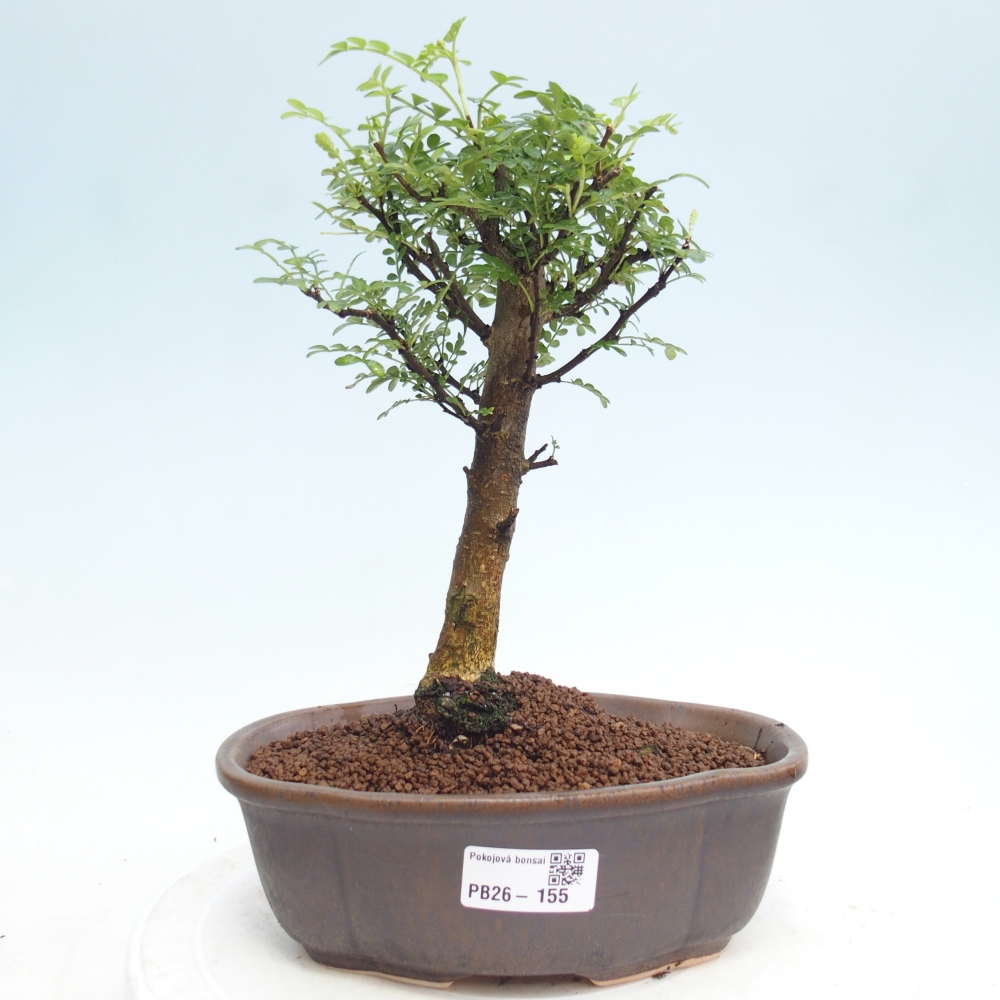Pokój bonsai - Zantoxylum piperitum - drzewo pieprzowe