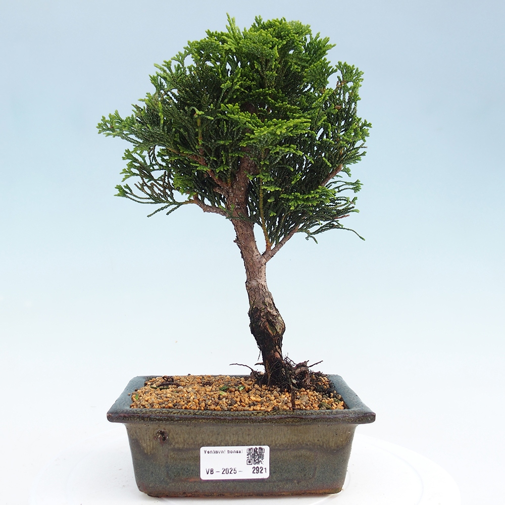 Bonsai na zewnątrz - Cham.pis obtusa Nana Gracilis - Cyprys