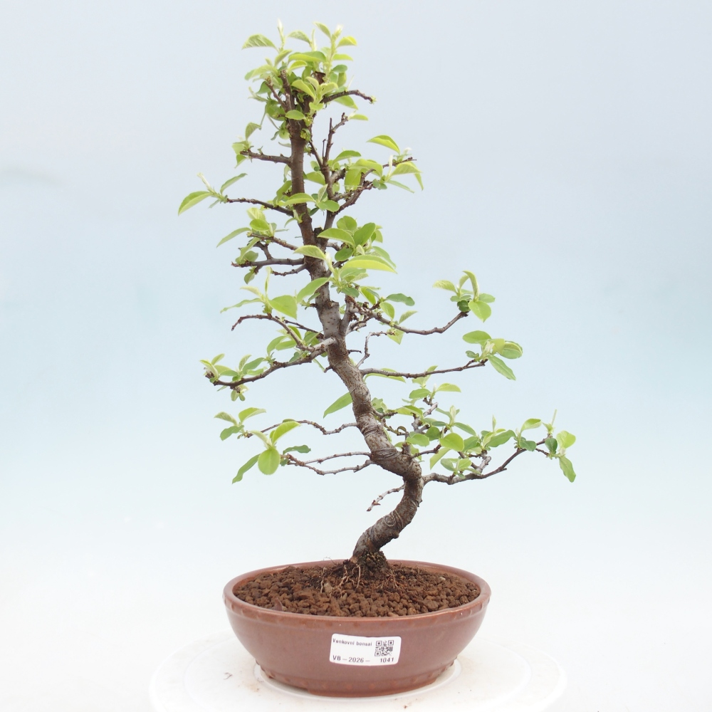 Bonsai zewnętrzne - Chaneomeles chinensis