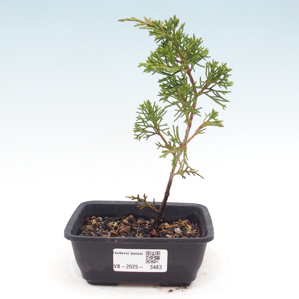 Outdoor bonsai - Juniperus chinensis Itoigawa - Jałowiec chiński