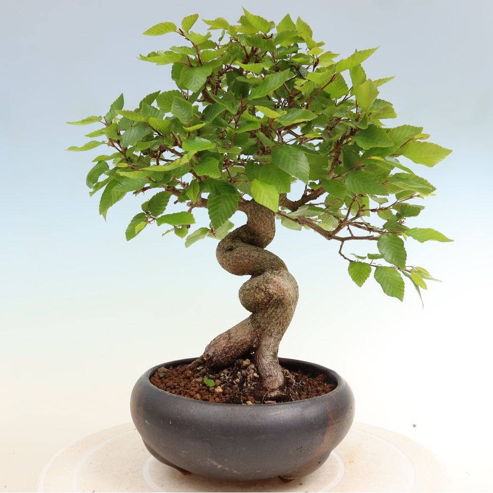 Outdoor bonsai - Carpinus coreana - grab koreański