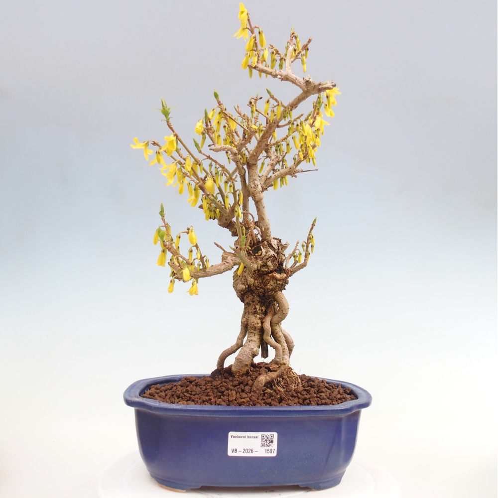 Outdoor bonsai - Zlatice - Forsycja koreańska