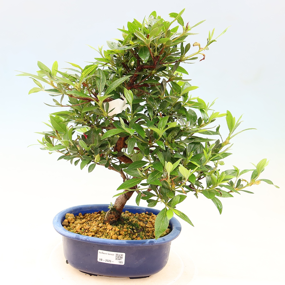 Outdoor bonsai - Azalia japońska - Azalia Yoko