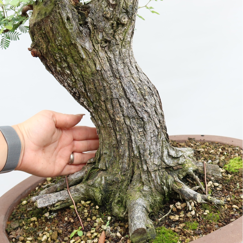 Bonsai pokojowe – Akacja arabica