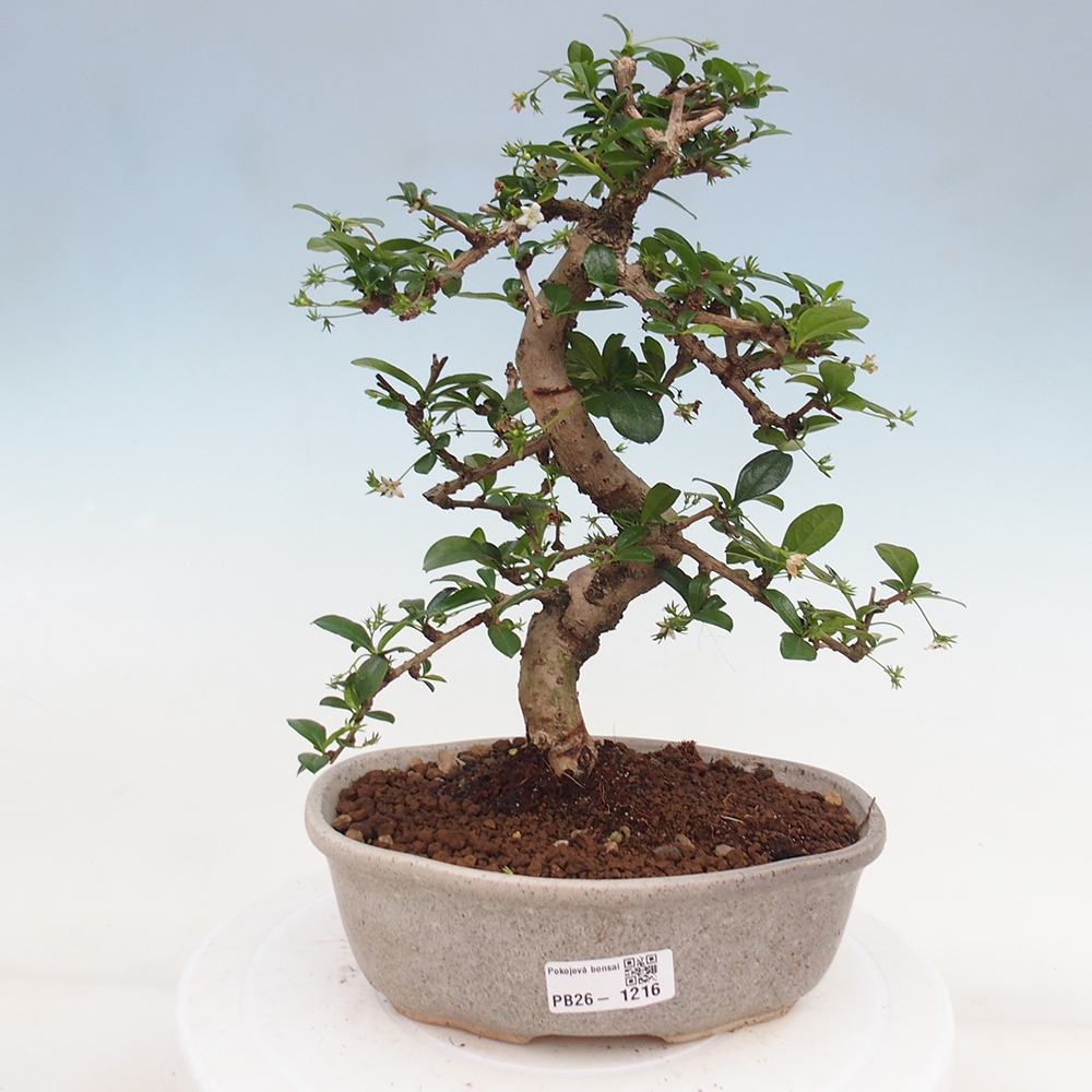 Bonsai pokojowe - Carmona macrophylla - Tea fuki