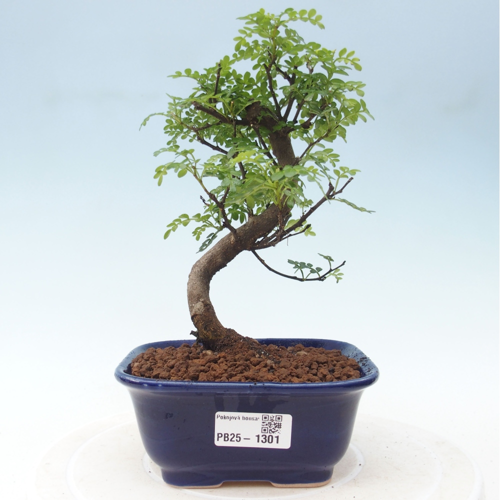 Kryty bonsai - Zantoxylum piperitum - Mięta pieprzowa
