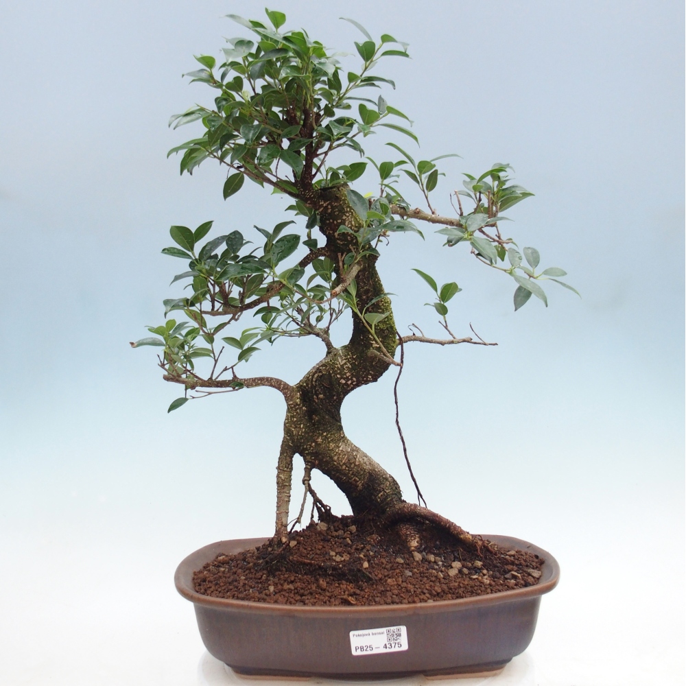 Pokój bonsai - Ficus retusa - figowiec drobnolistny