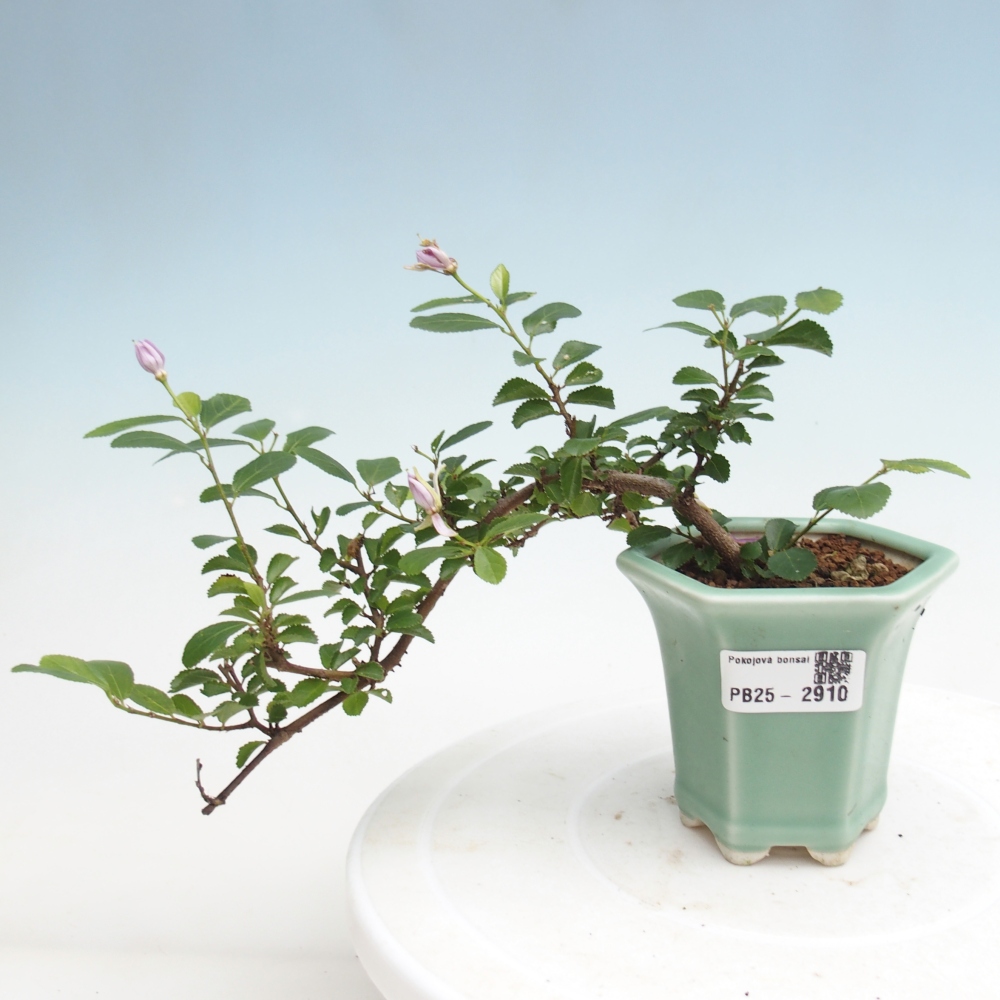 Kryty bonsai - Grewia occidentalis - Lawendowa gwiazda