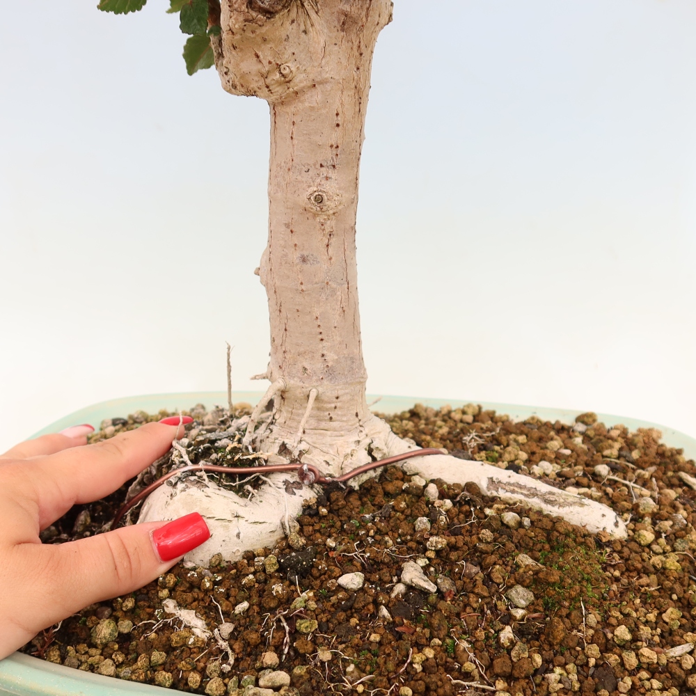 Bonsai domowe - Hibiscus tiliaceus - Hibiskus morski