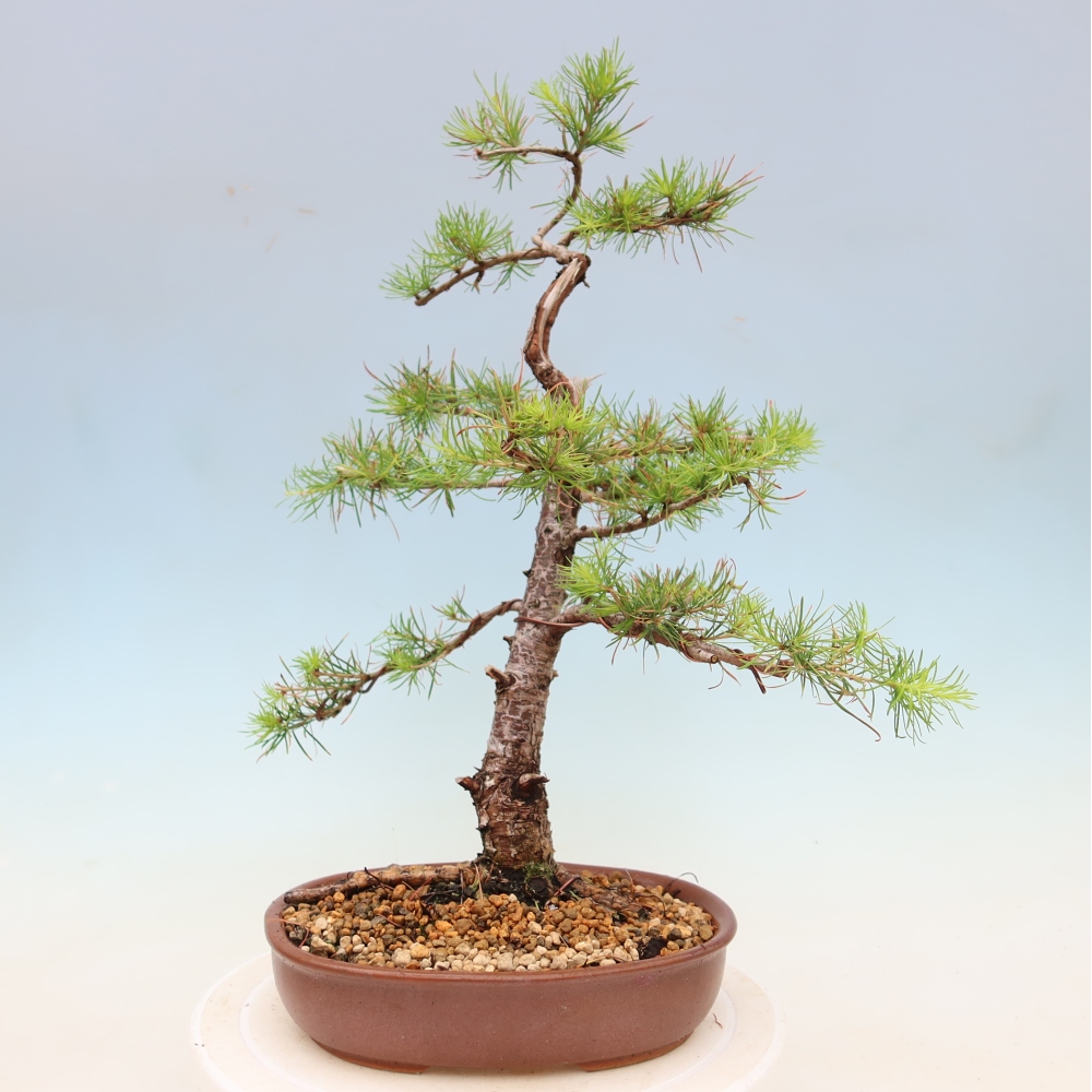 Bonsai zewnętrzne - Larix decidua - Modrzew