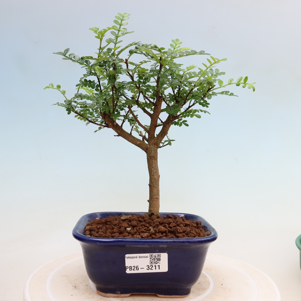 Pokój bonsai - Zantoxylum piperitum - drzewo pieprzowe