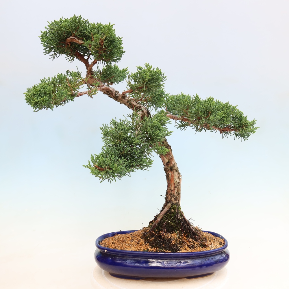 Outdoor bonsai - Juniperus chinensis Kishu