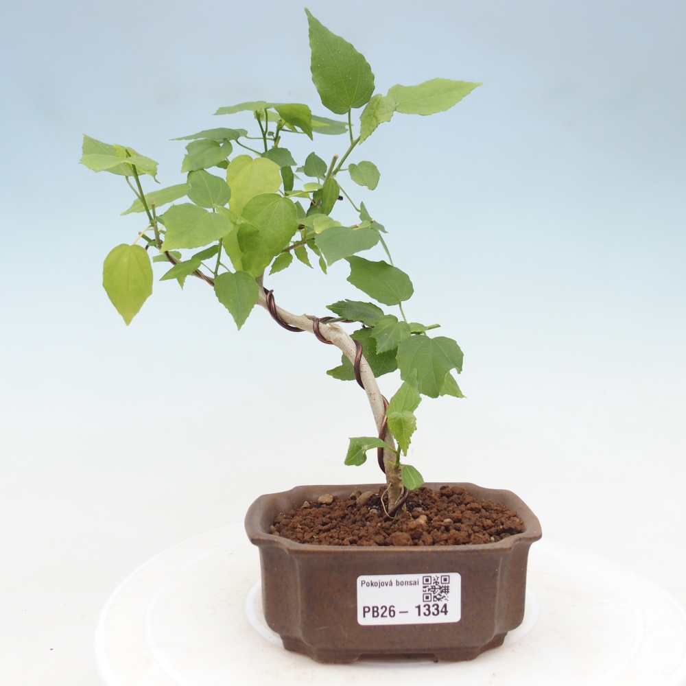 Bonsai domowe - Malvaviscus arboreus