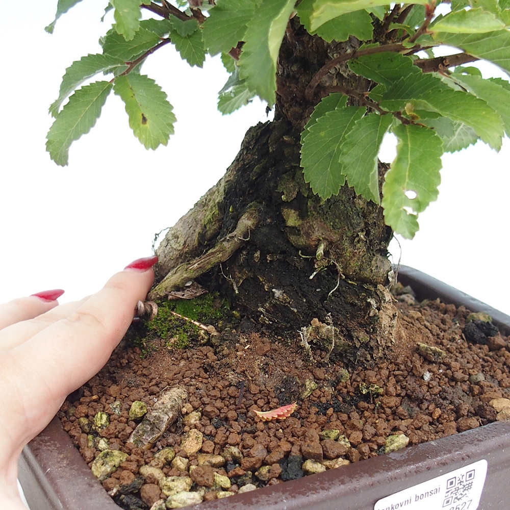 Bonsai na zewnątrz - Zelkova - Zelkova serrata
