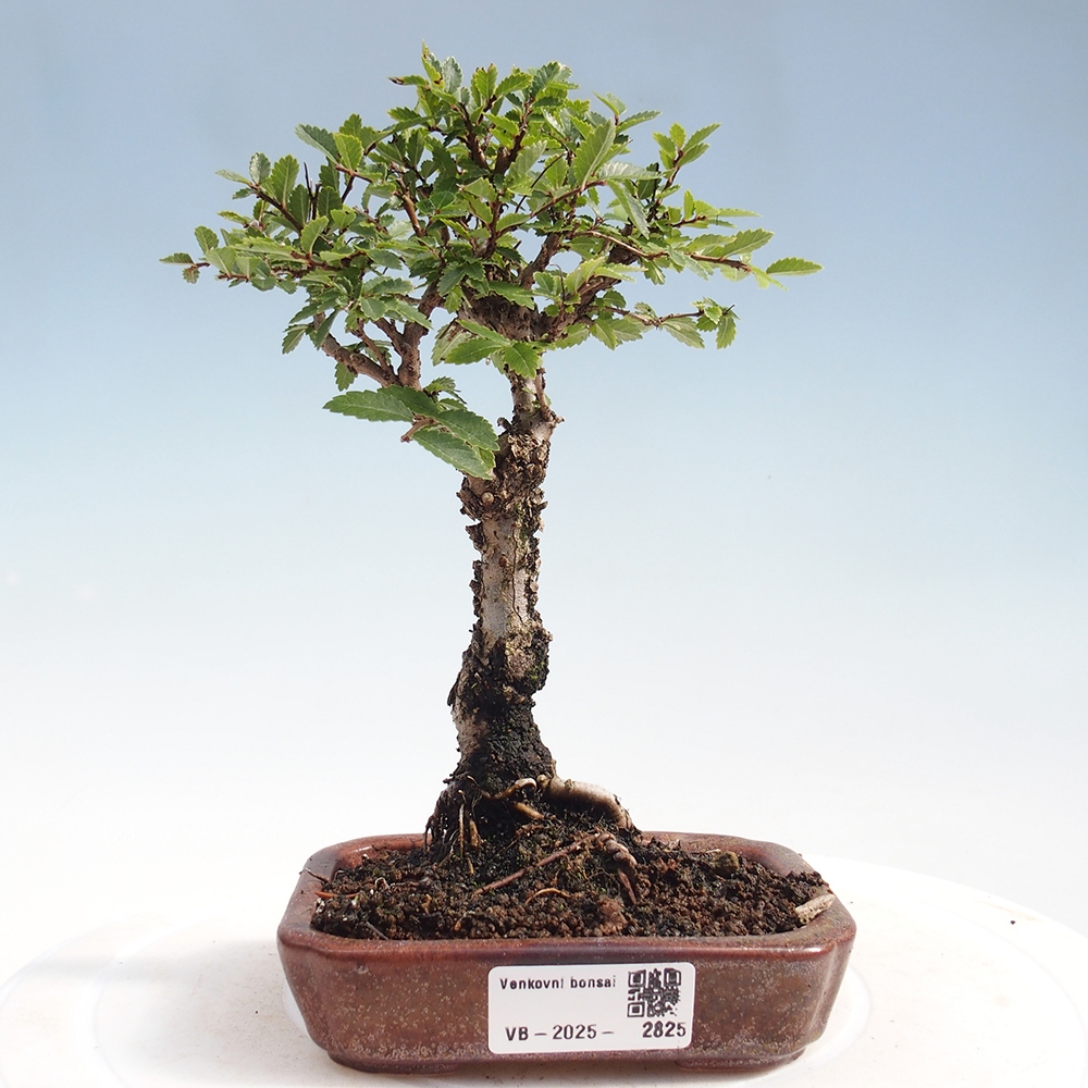 Outdoor bonsai - Zelkova - Zelkova NIRE
