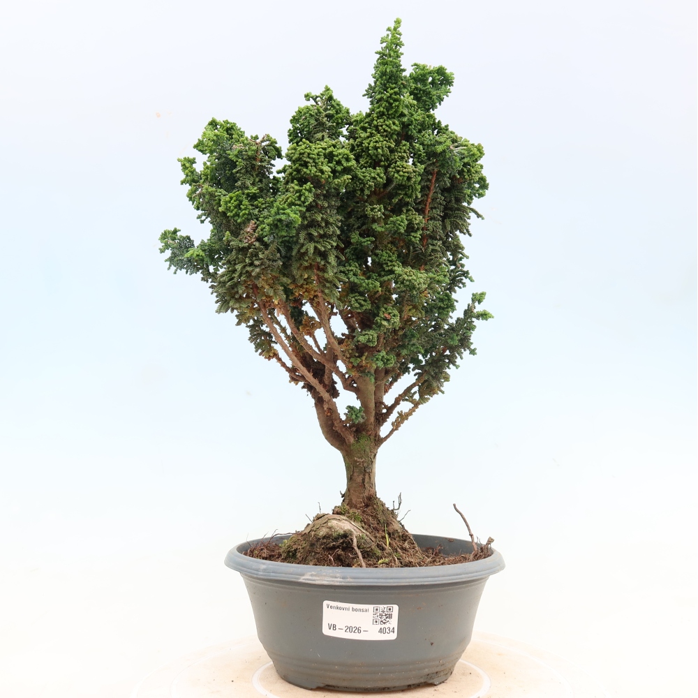 Bonsai zewnętrzne - Cham. obtusa SEKKA HINOKI - Cyprys
