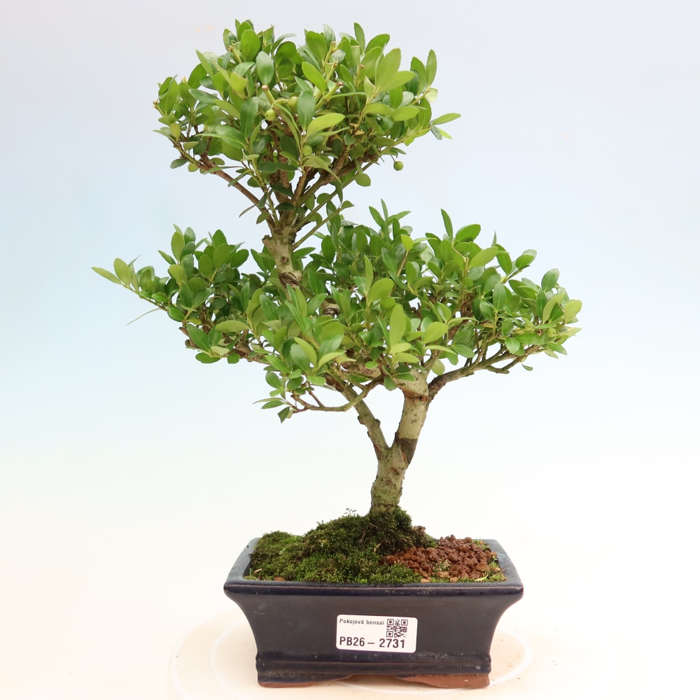 Pokój bonsai - Ilex crenata - Ostrokrzew
