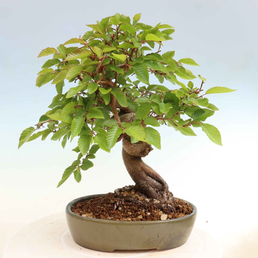Outdoor bonsai - Carpinus coreana - grab koreański