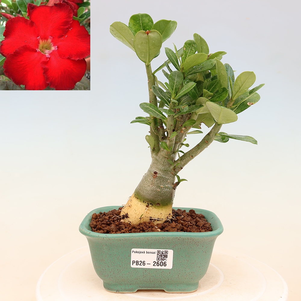 Bonsai pokojowe – Adenium obesum Red Star – Róża pustynna