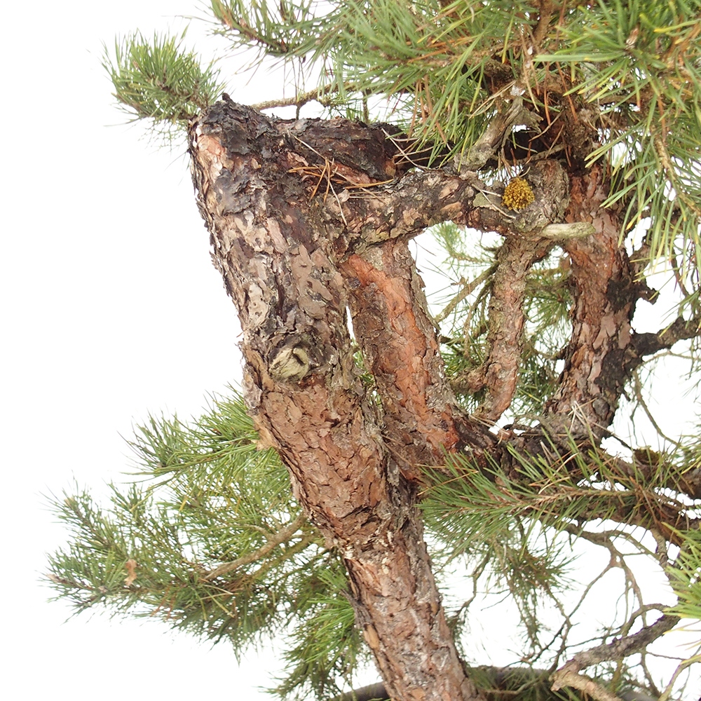 Yamadori - Pinus sylvestris Hiszpania
