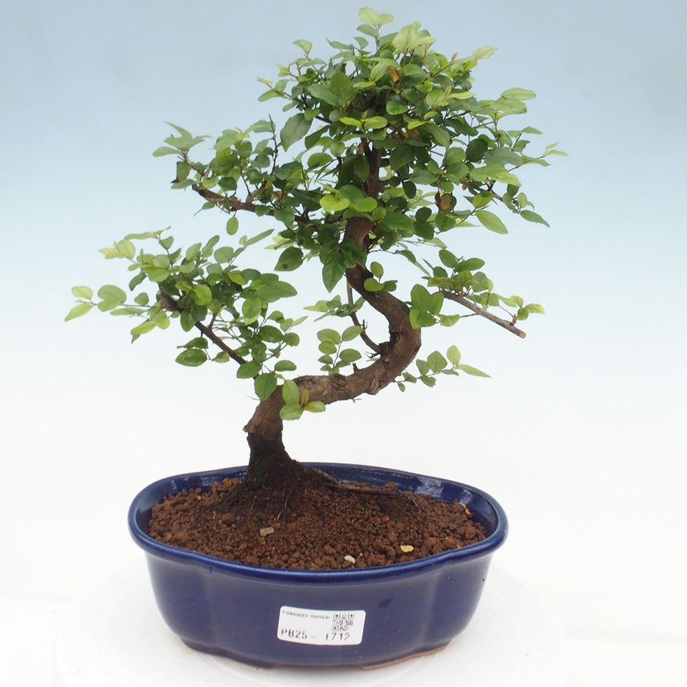 Bonsai wewnętrzne - Sagerécie thea - Sagerécie thea