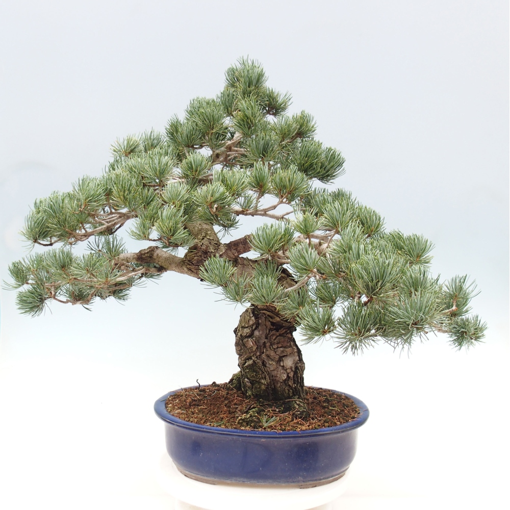 Outdoor bonsai - Pinus parviflora - Mała sosna