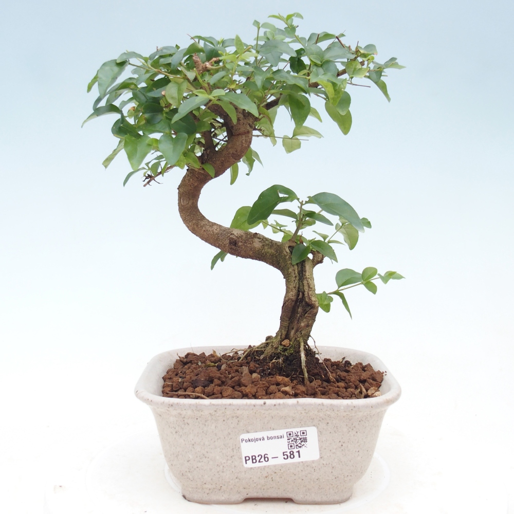 Pokój bonsai - Ligustrum chinensis - Dziób ptaka