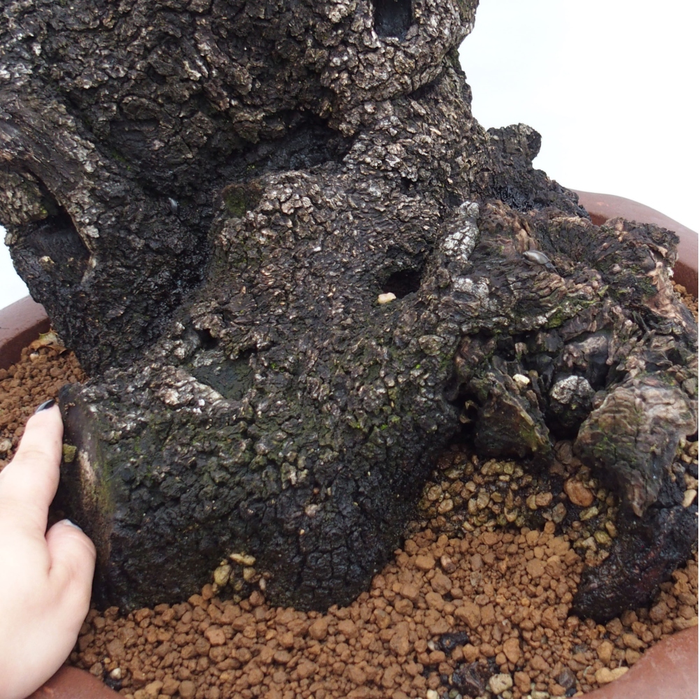 Yamadori - Quercus Ilex - Dąb ostrokrzewowy