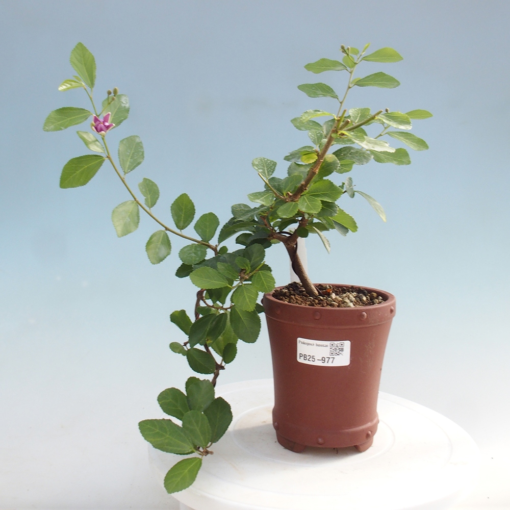 Kryty bonsai - Grewia occidentalis - Lawendowa gwiazda