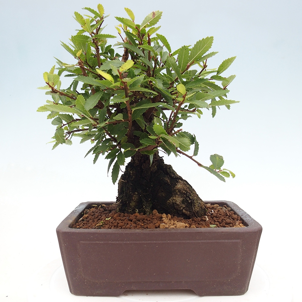 Bonsai zewnętrzne - Zelkova - Zelkova NIRE