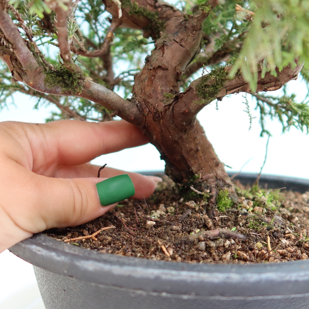 Bonsai ogrodowe – Juniperus chinensis Itoigawa – jałowiec chiński