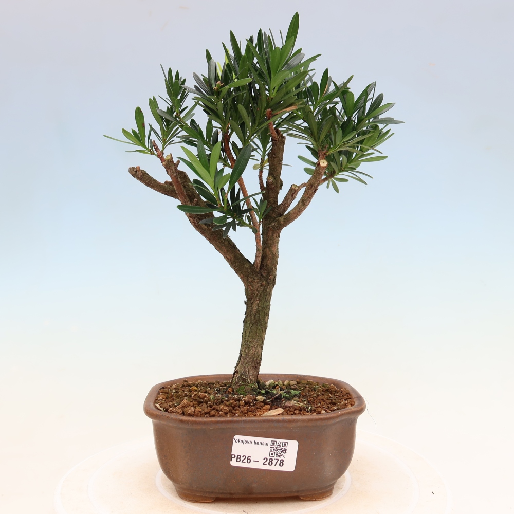 Pokój bonsai - Podocarpus - Kamienny cis
