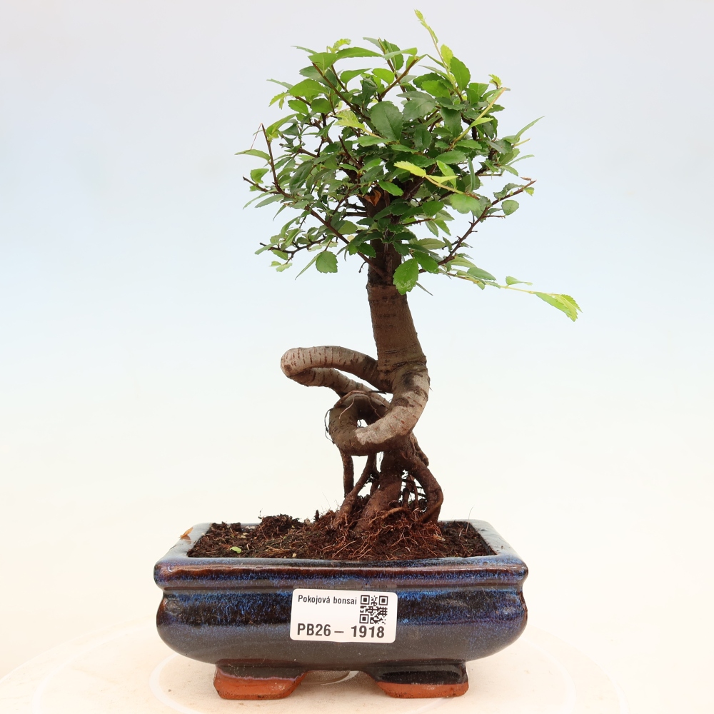 Pokój bonsai - Ulmus parvifolia - Wiąz drobnolistny