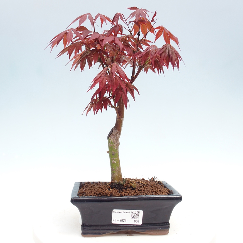 Bonsai zewnętrzne - palma Acer. Klon Atropurpureum-Palmleaf