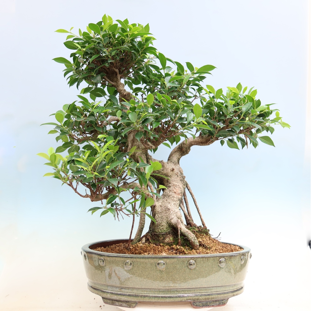 Pokój bonsai - Ficus kimmen - figowiec drobnolistny