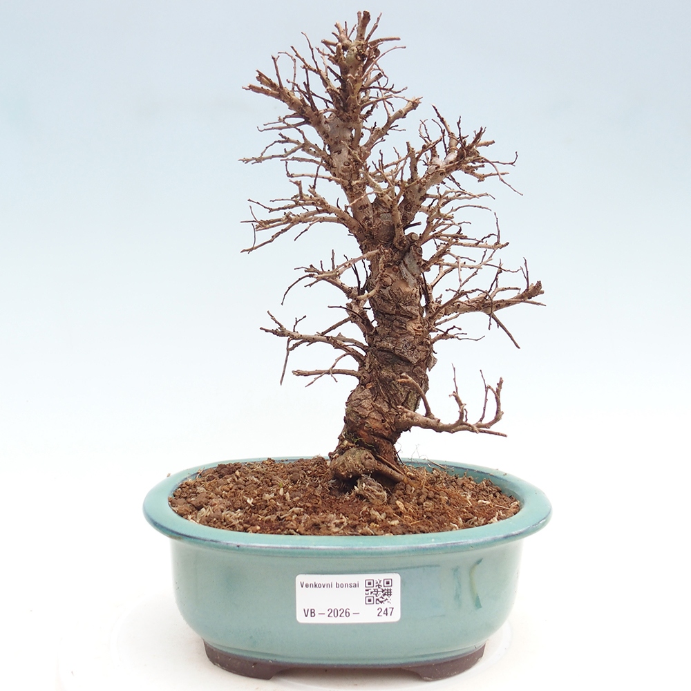 Bonsai zewnętrzne - Zelkova - Zelkova NIRE