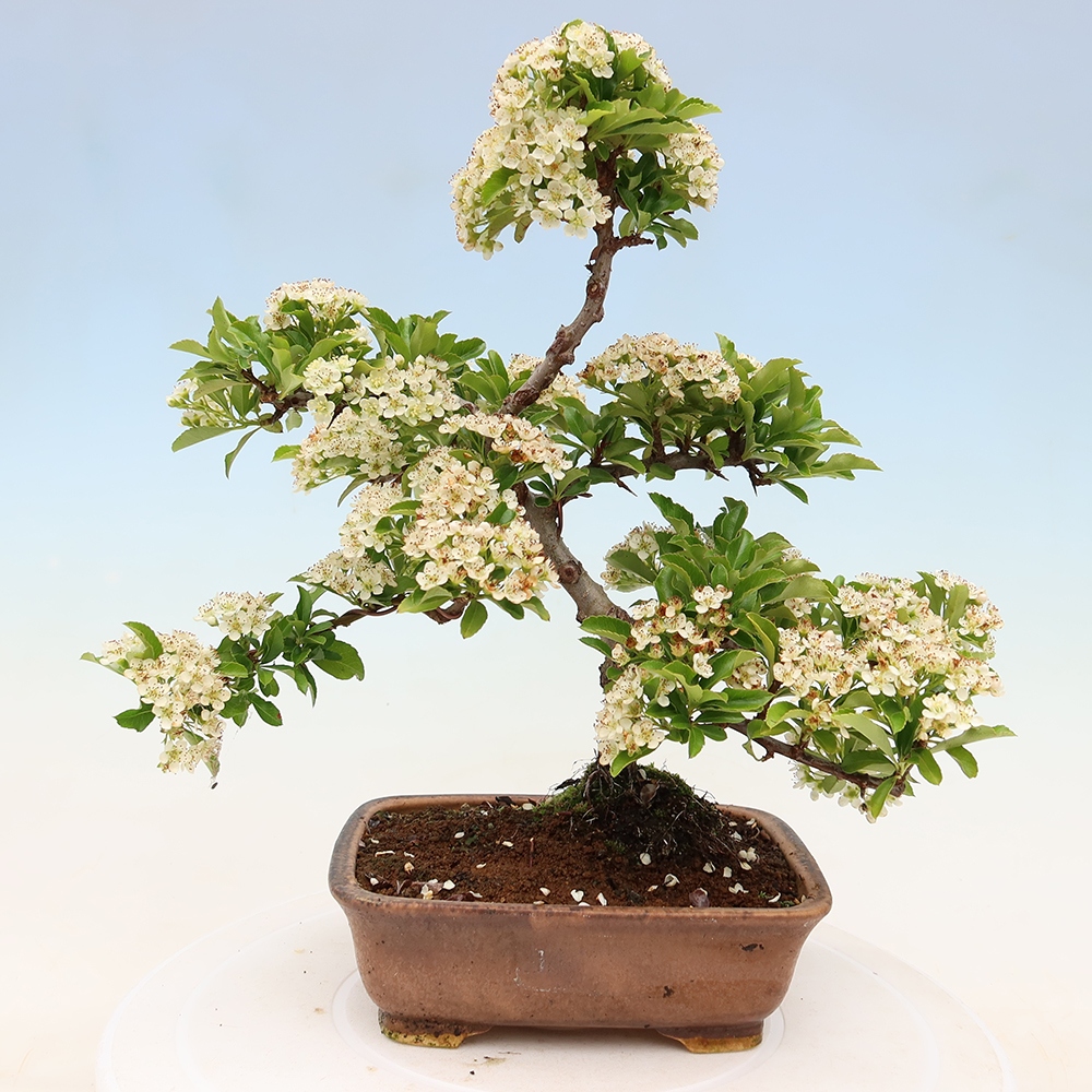 Bonsai ogrodowe – Pyracantha teton – ognik szkarłatny