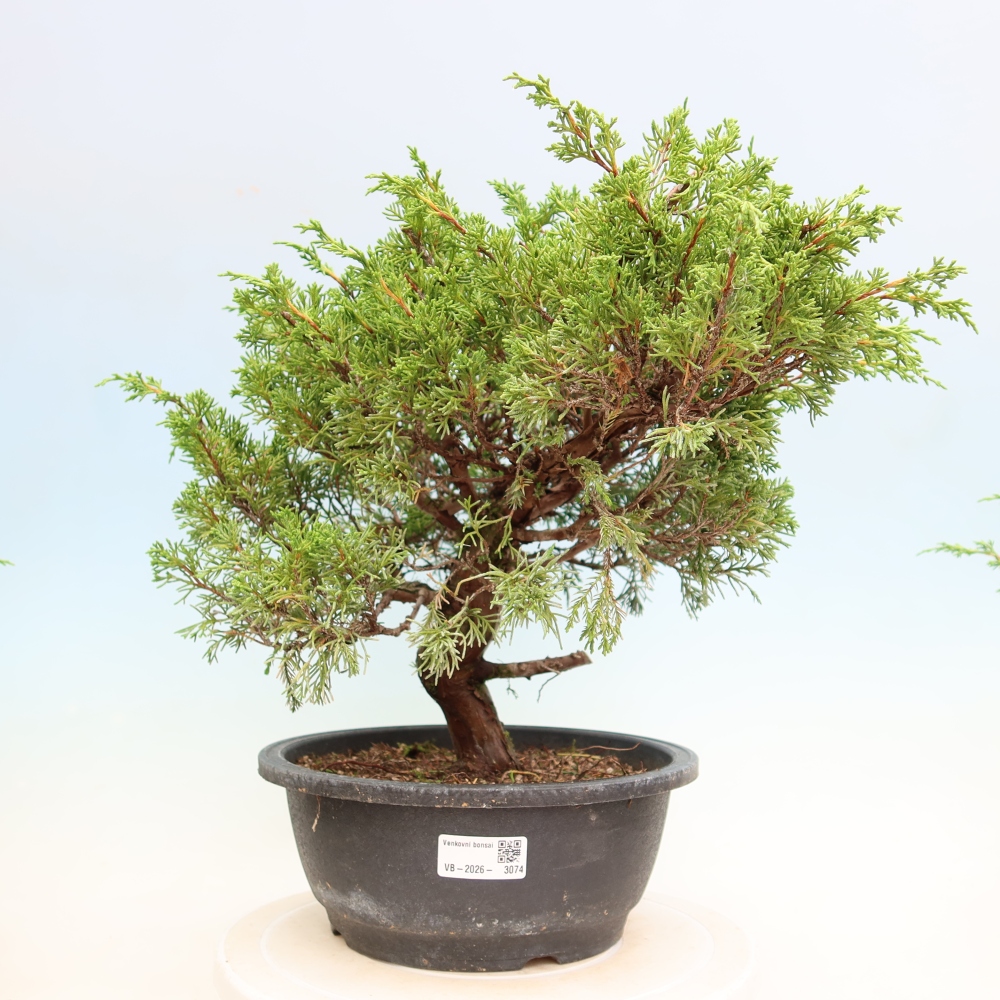 Bonsai ogrodowe – Juniperus chinensis Itoigawa – jałowiec chiński