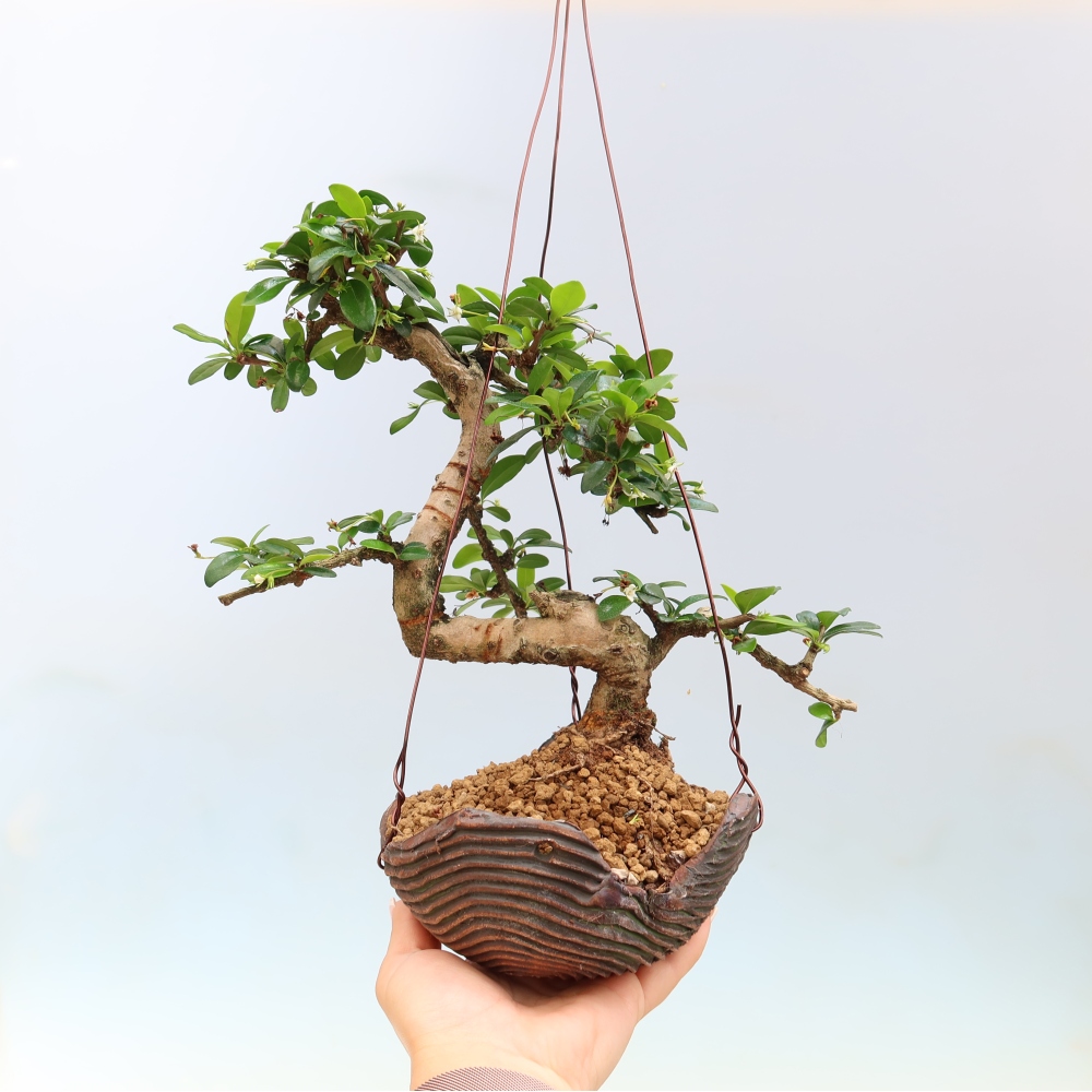 Kokedama w ceramicznej doniczce – Čaj-fuki – Carmona macrophylla