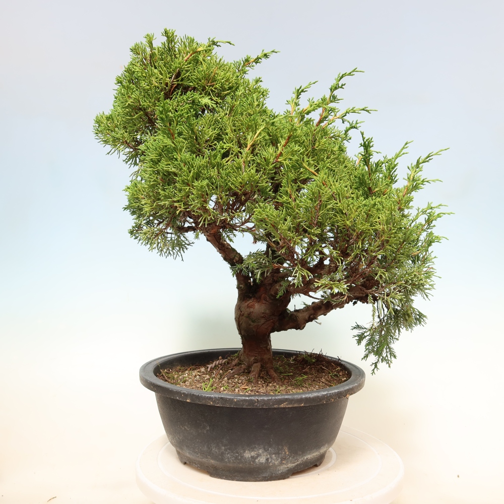 Bonsai ogrodowe – Juniperus chinensis Itoigawa – jałowiec chiński