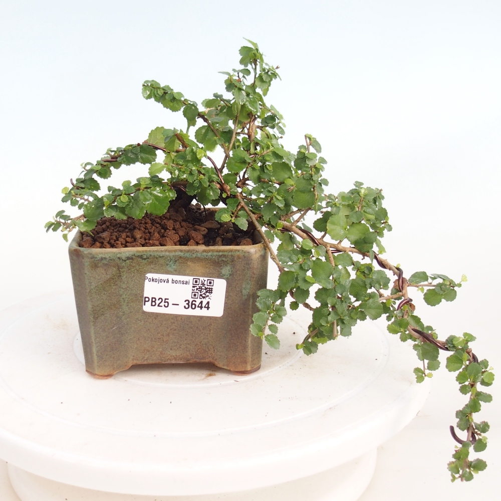 Pokój bonsai - Grewia sp. - Grewia malafolia