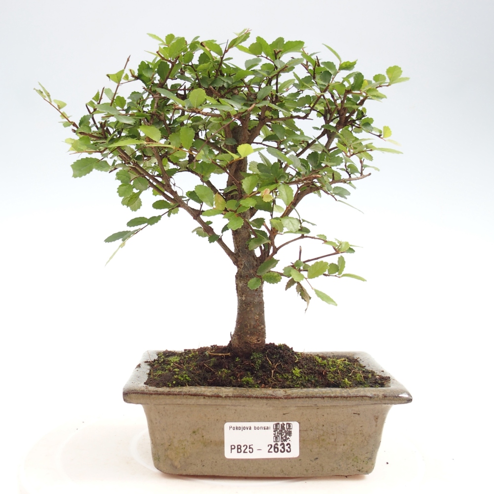 Kryty bonsai - Ulmus parvifolia - Wiąz drobnolistny