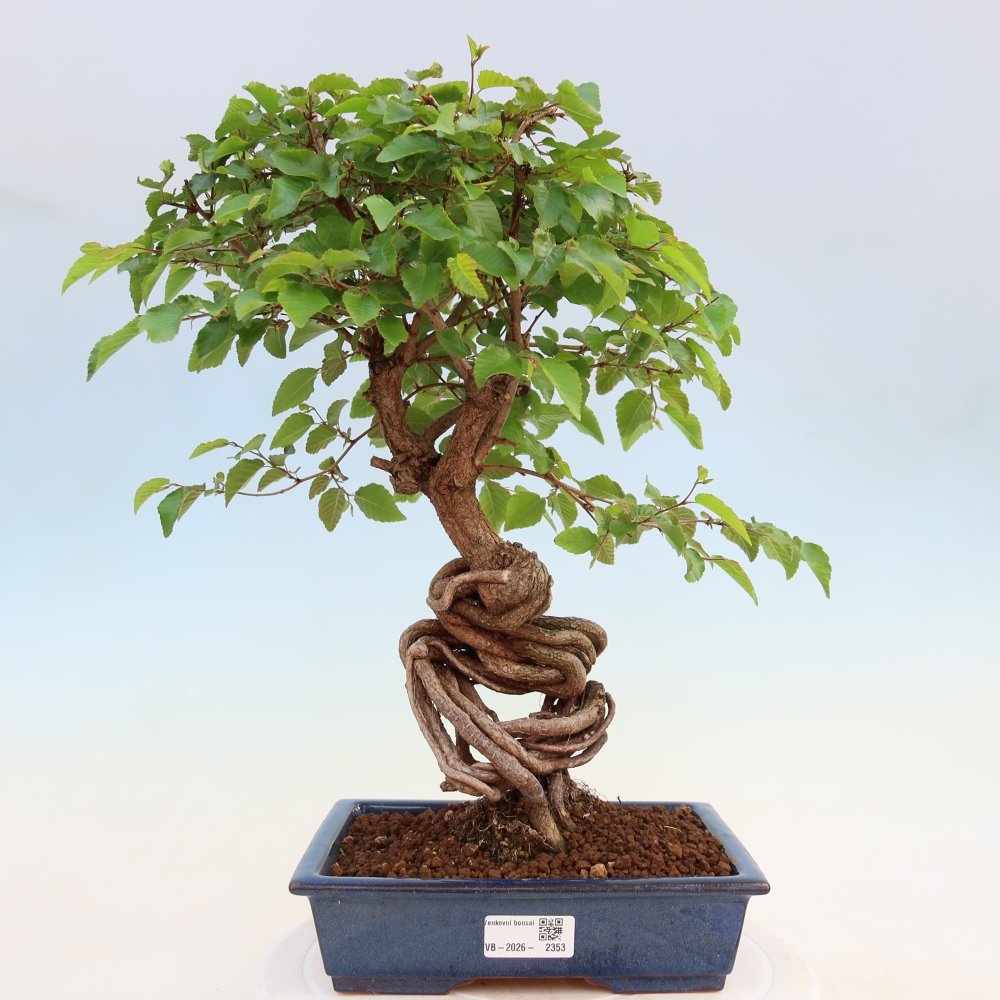 Outdoor bonsai - Carpinus coreana - grab koreański
