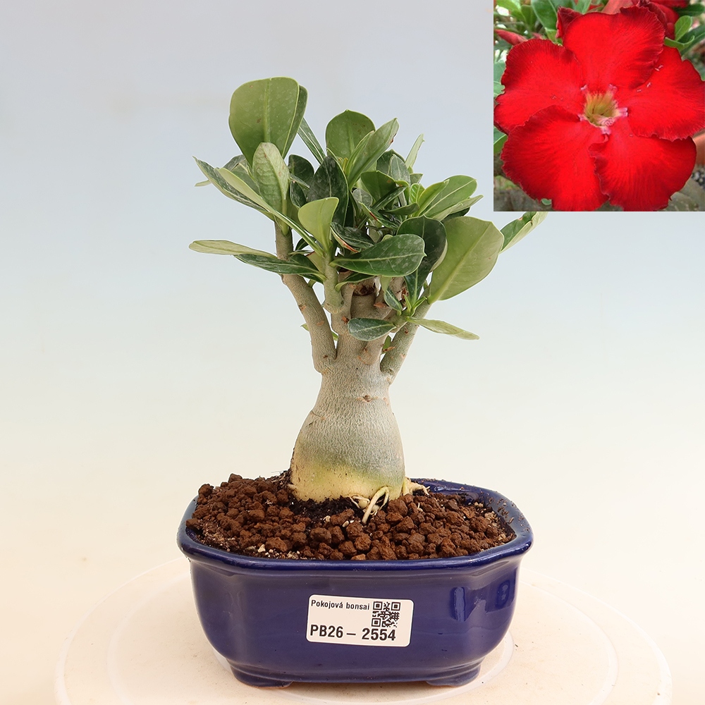 Bonsai pokojowe – Adenium obesum Red Star – Róża pustynna