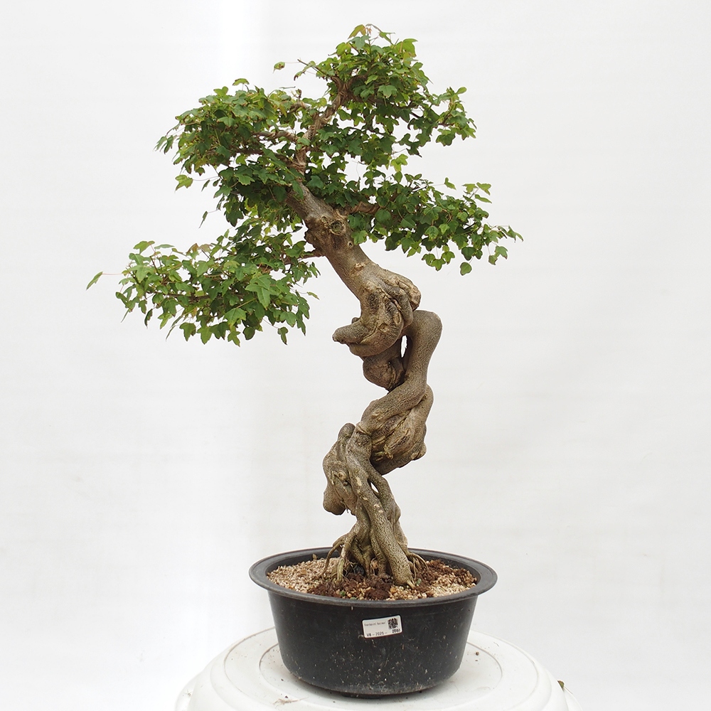 Outdoor bonsai - Maple Buergerianum - Burger Maple
