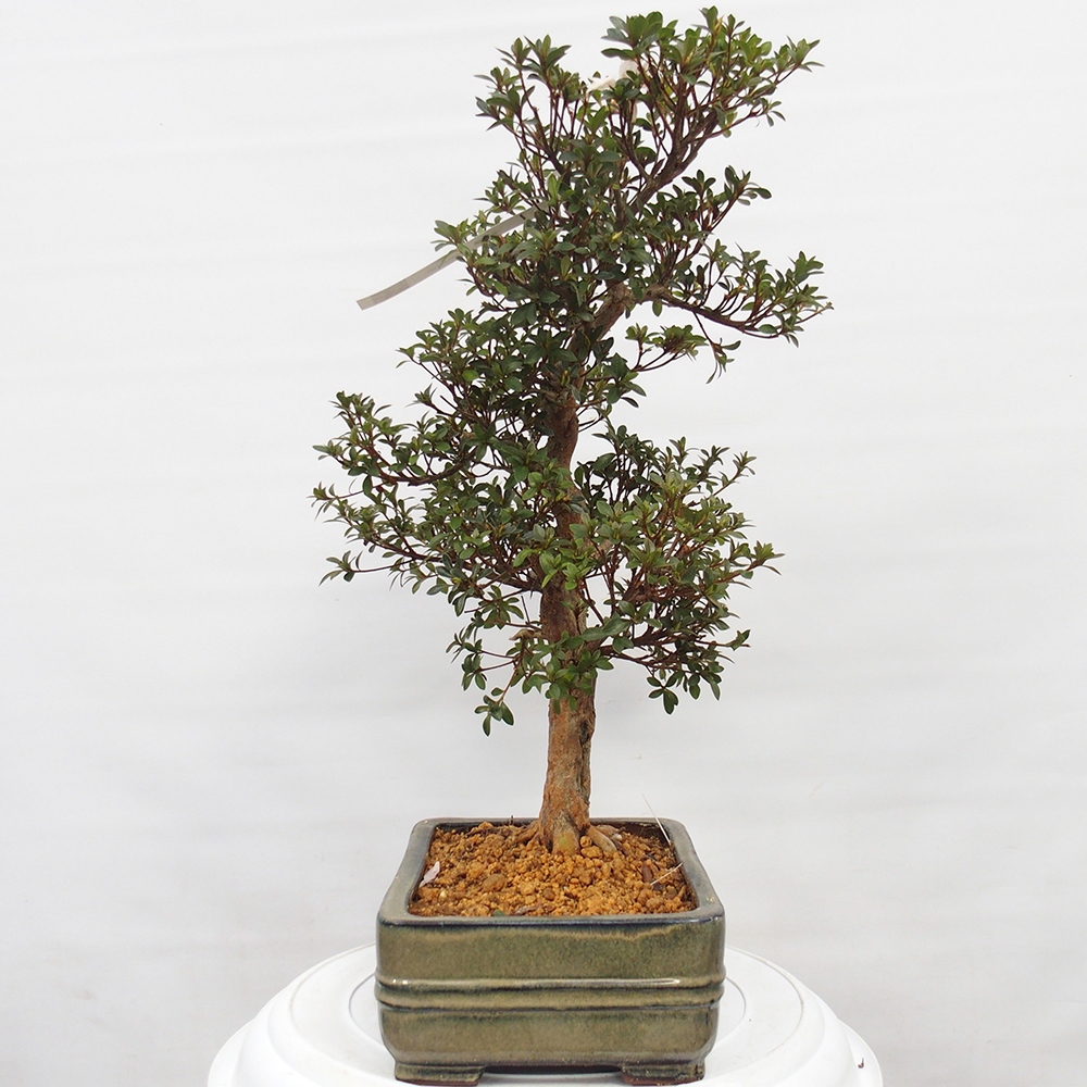 Bonsai zewnętrzne - Azalia japońska - Azalia Hanatsuzuri